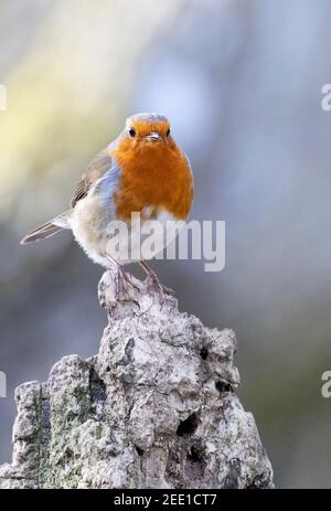 Robin UK; European Robin ( Erithacus Rubecula ) perching; example of small UK birds, Suffolk, UK Stock Photo