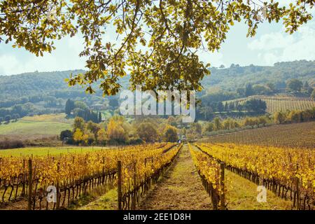 landscape with hills, tree foliage and vineyard field in Tuscany, Italy in autumn. Stock Photo