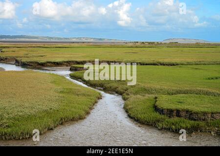 Saltmarsh in the Glan Y Mor Elias Local Nature Reserve near Llanfairfechan in North Wales is a magnet for roosting seabirds. Stock Photo