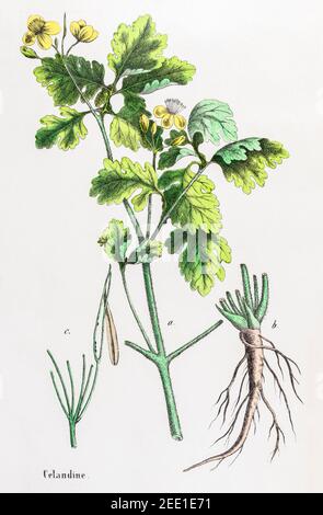 Digitally restored 19th century Victorian botanical illustration of Greater Celandine / Chelidonium majus. See notes for source and process info. Stock Photo