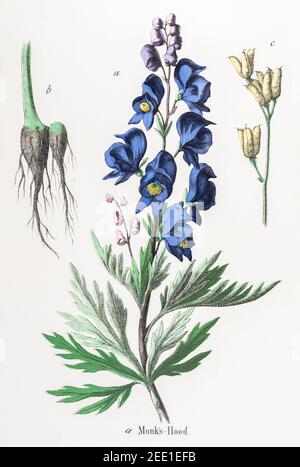 Digitally restored 19th century Victorian botanical illustration of Monk's Hood, Monkshood / Aconitum napellus. See notes for source and process info Stock Photo