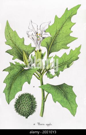 Digitally restored 19th century Victorian botanical illustration of deadly Thorn Apple plant. See notes for source and process info. Stock Photo