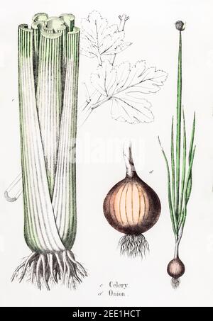 Digitally restored 19th century Victorian botanical illustration of Celery / Apium graveolens and Onion / Allium cepa. See notes for source. Stock Photo