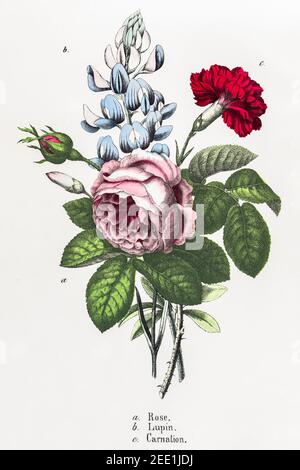 Digitally restored 19th century Victorian botanical illustration of Carnation, Lupin and Rose. See notes for source and process info. Stock Photo