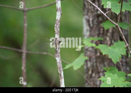 Female Widow Skimmer (Libellula luctuosa) dragonfly perched on a tree branch. Stock Photo