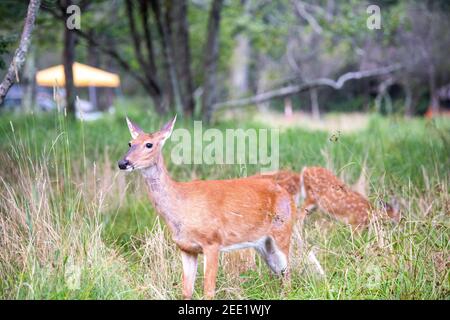 White-tailed deer forage in the brush near Big Meadows Campground at Shenandoah National Park, Virginia. Stock Photo
