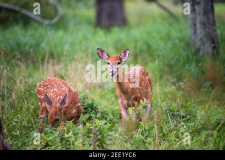 White-tailed deer forage in the brush near Big Meadows Campground at Shenandoah National Park, Virginia. Stock Photo