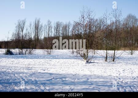 Open spot in a forest in the winter with snow and a clear blue sky in the Netherlands Stock Photo