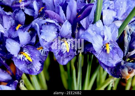Iris reticulata ‘Harmony‘ dwarf Iris Harmony - lilac and indigo dwarf iris with yellow ribs, February, England, UK Stock Photo