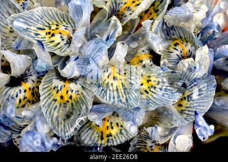 Iris reticulata ‘Katharine Hodgkin‘ dwarf Iris Katharine Hodgkin - pale blue iris with blue veins, yellow halo and yellow ribs,  February, England, UK Stock Photo