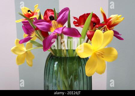 Tulipa mixed Tulips with reflexed petals in green glass vase, February, England, UK Stock Photo