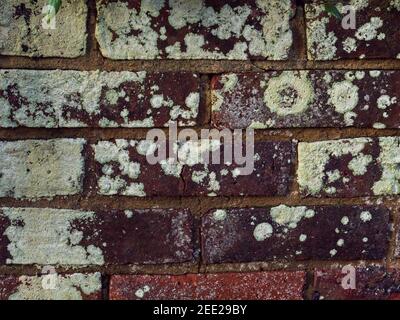 Lichen seen growing on a vertical brick wall. Stock Photo