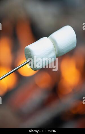 Two marshmallows are skewered and ready to be roasted on a campfire. Stock Photo