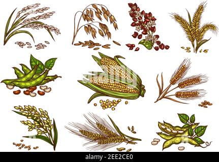 Cereals and grain plants vector set. Isolated symbols of wheat and rye ears, buckwheat seeds and oat or barley millet with rice sheaf. Agriculture har Stock Vector
