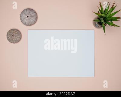 White card mockup with succulent and two sea urchin shells on coral color background. Workspace concept. Overhead view. Stock Photo