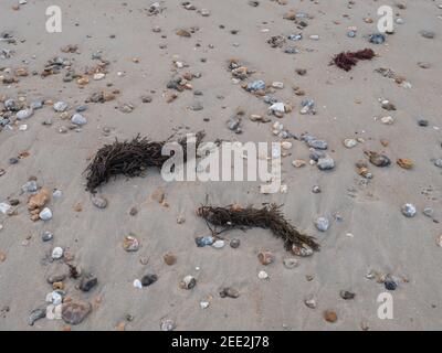 Close up of pieces of seaweed seen on the beach. Stock Photo
