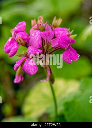 Raindrops Keep Falling on my Head II. Pure rainwater drops, gently sitting on a vivid violet-colored Geranium flowers natural bouquet. Stock Photo