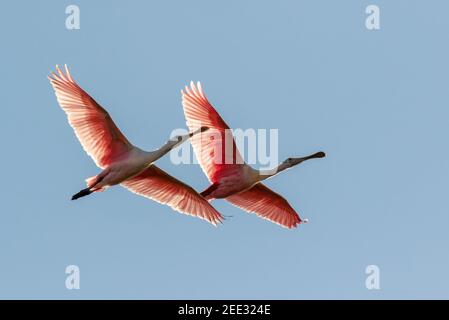 Two roseate spoonbills (Platalea ajaja) flying in blue sky, Galveston, TX, USA. Stock Photo