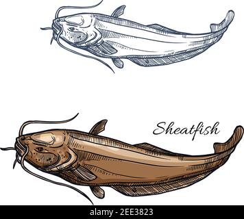 Sheatfish sketch vector fish icon. Isolated freshwater lake or catfish or burbot fish species. Isolated symbol for seafood restaurant sign or emblem, Stock Vector