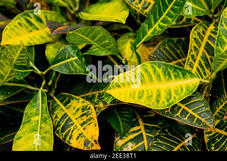 Ornamental plant leaves as natural background.Colorful leaves of Croton plants.Home plant Croton in a pot. Codiaeum variegatum.striped leaves.