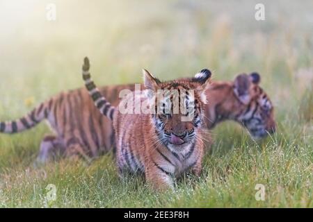 Pair of Bengal tiger cubs walking in the morning meadow. Horizontally. Stock Photo