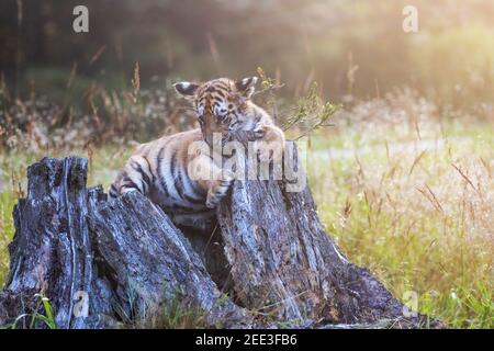 Cute Bengal tiger cub is posing on an old tree stump in the forest. Horizontally. Stock Photo