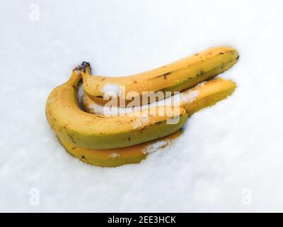 frozen bananas in the snow, tropical fruits in winter Stock Photo