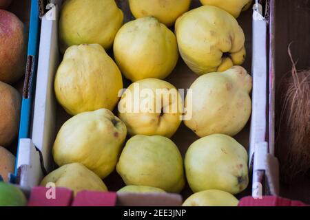 Quince fruits (Cydonia oblonga) presented for sale in a carton box at the market, Tel Aviv, Israel Stock Photo