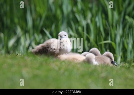 A group of five young mute swan cygnets Cygnus olor snuggle together in a nest on the pond bank Stock Photo