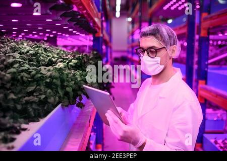 Worker with tablet and face mask on aquaponic farm, sustainable business and coronavirus. Stock Photo