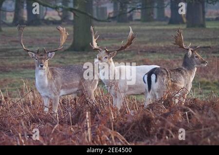 Fallow Deer Dama dama Bushy Park Stock Photo