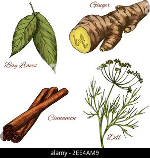 Herb and spice seasonings vector sketch icons set. Bay leaf cooking aroma condiment, spicy ginger root, cinnamon and dill. Herbal dressings for culina Stock Vector