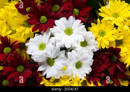 Three colors chrysanthemums, red, white and yellow in bouquet close up. Stock Photo