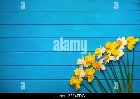 Colorful daffodil flowers on blue wooden background. Spring Narcissus flowers. Greeting card with copy space for Valentine's Day, Woman's Day and Moth Stock Photo