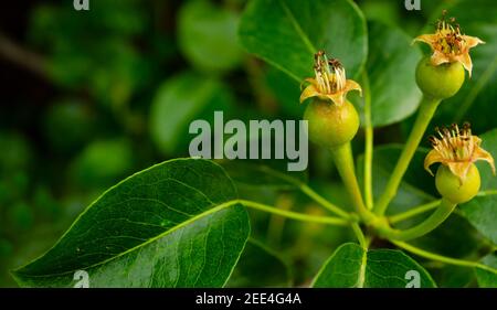 Green group of young pears on tree branch, selective focus close up Stock Photo