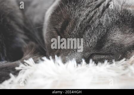 Cute gray cat sleeping indoors
