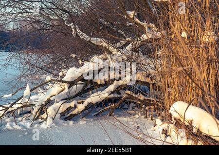 broken tree branches lie on the frozen lake and are illuminated by the setting sun Stock Photo