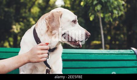 Close up photo of a golden retriever sitting on bench in park while his owner is holding him Stock Photo