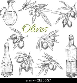 Olives sketch vector icons set of branches. Isolated symbol of olive oil retro kitchen bottles for product package label or Italian, Mediterranean or Stock Vector