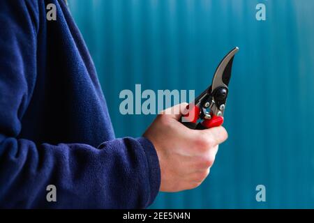 Male hand holding red close gardening scissors. Side view. Gardener with pruning shears in hand. Close up of a male hand holding pruning shear Stock Photo