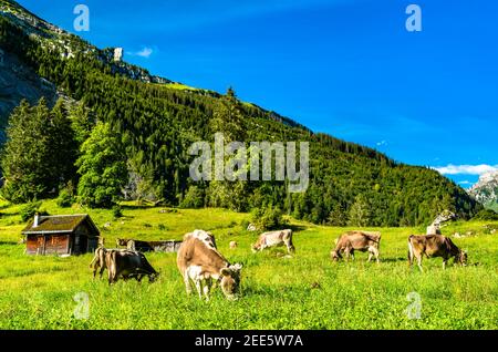 Grazing cows in the Swiss Alps Stock Photo