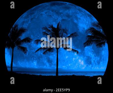 Tropical Palm Trees silhouette silhouetted by full moon midnight night time darkness Stock Photo
