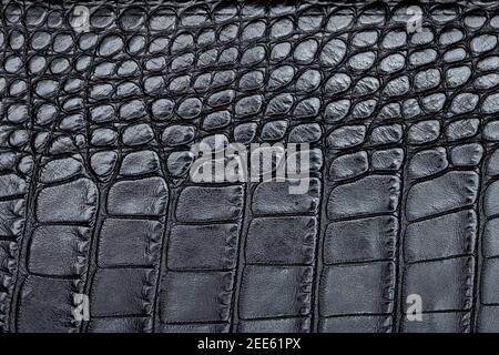 black leather texture with rough pattern of dark crocodile skin close-up background for design and decoration, nobody. Stock Photo