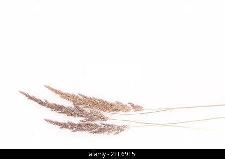 dry autumn grass brown wild on white snow in winter Stock Photo