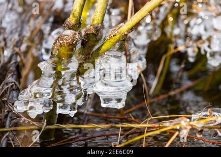 Detail of icicles on the branchlets on the river shore of Moldau in Prague Stock Photo
