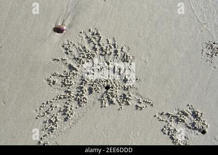 A crab dug a hole in the sand on the beach at low tide. Stock Photo