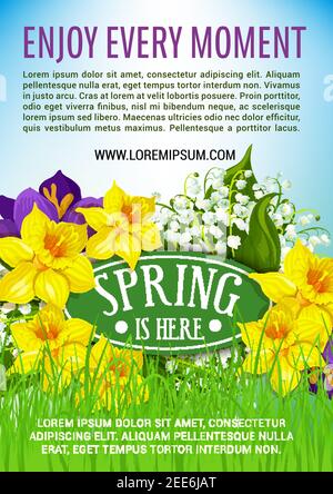 Spring is here poster of blooming flowers and bunch of yellow daffodils or narcissus and white lily of valley or crocuses on meadow grass. Vector flor Stock Vector