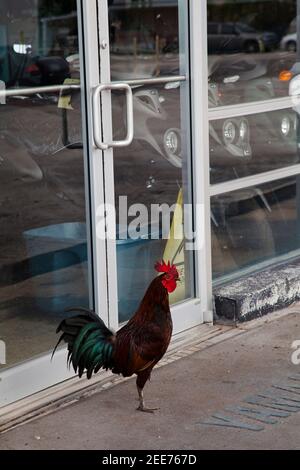 Wild rooster in Key West, Florida Stock Photo