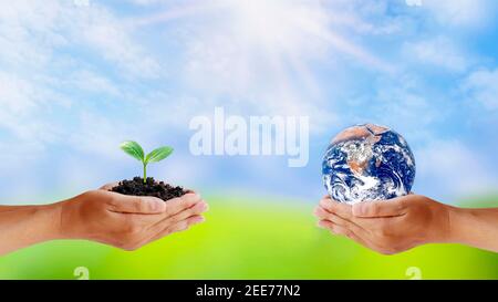 Exchange of planets in the hands of humans with young plants in the hands of humans, concept of Earth Day and Conservation of the Environment.Elements Stock Photo