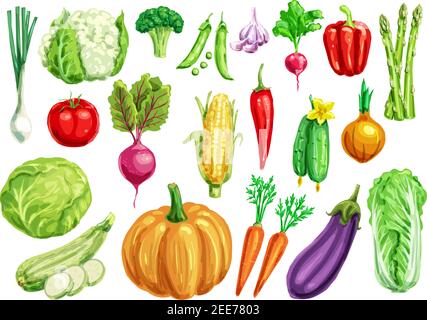 Vegetable watercolor set. Fresh tomato, carrot, pepper, cabbage, onion, radish, broccoli, green onion, cucumber, zucchini, eggplant, pumpkin, corn, pe Stock Vector